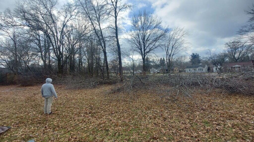 Looking for a forest through the trees.